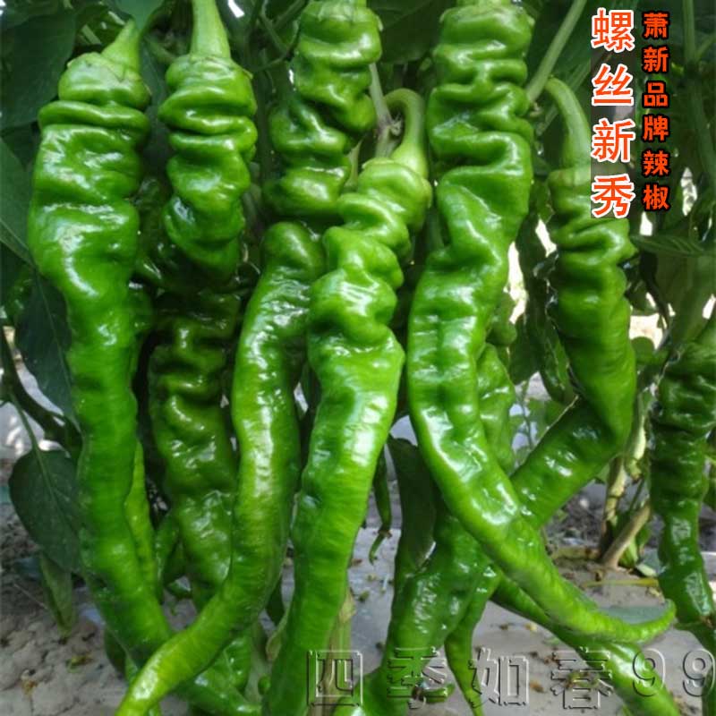 萧新四季阳台盆栽大棚蔬菜种子