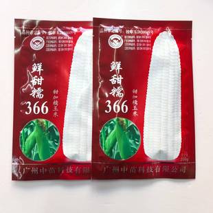 中苗鲜甜糯366玉米种甜加糯玉米种子国审白糯玉米种子大棒特早熟