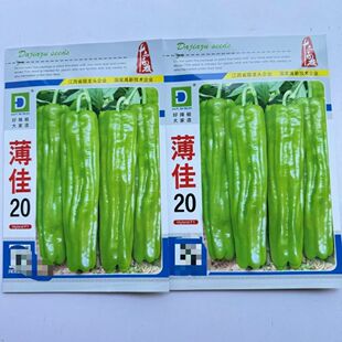 薄佳20辣椒种子早熟黄绿皮大果薄皮泡椒种子抗病高产长灯笼椒种子