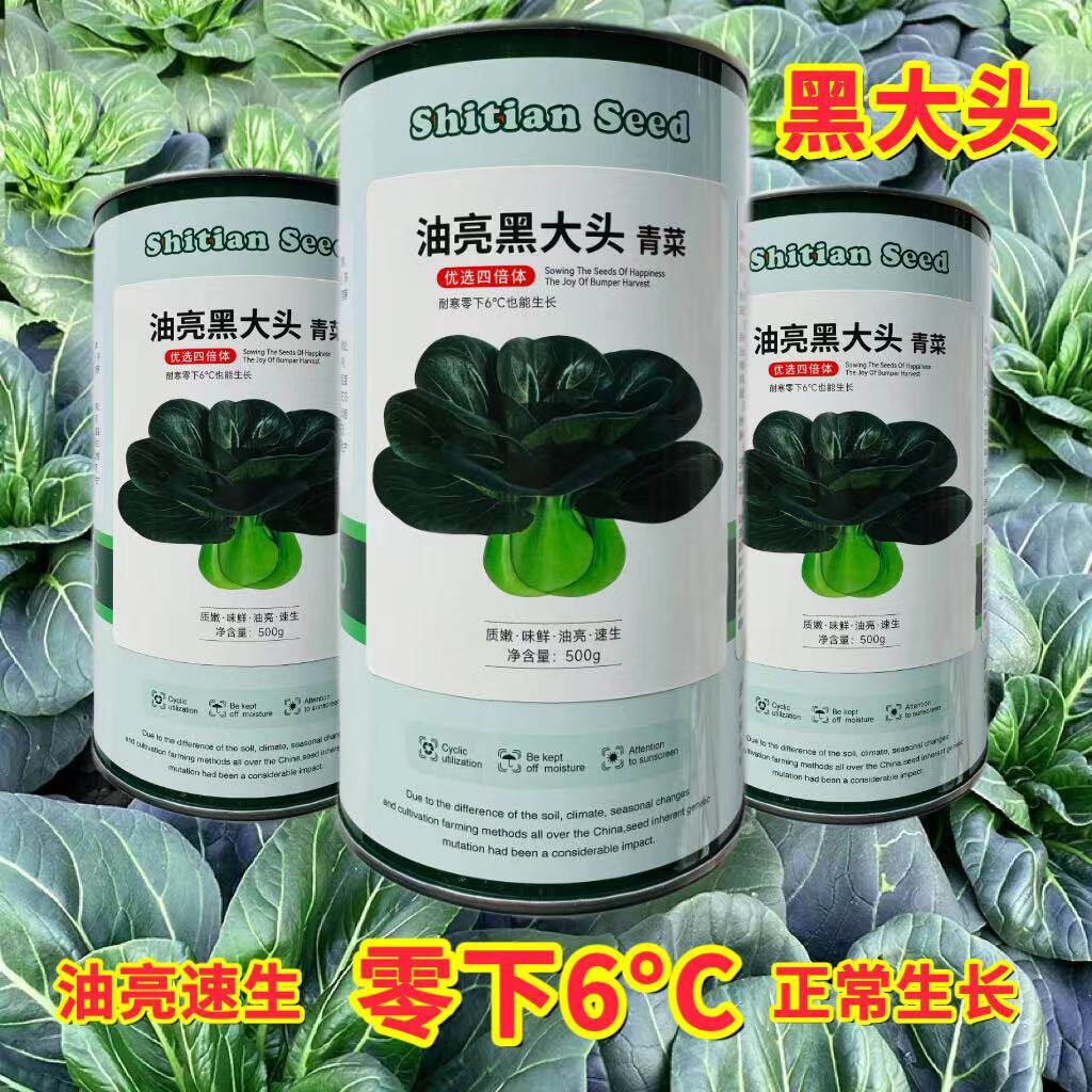 油亮黑大头青梗菜种子大头束腰黑大头青菜种子耐寒越冬秋季蔬菜籽