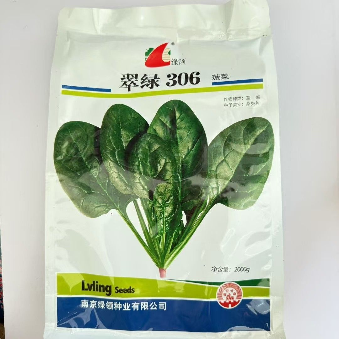 绿领翠绿306菠菜种子叶片肥大浓绿椭圆肉厚叶柄较短春秋菠菜种子