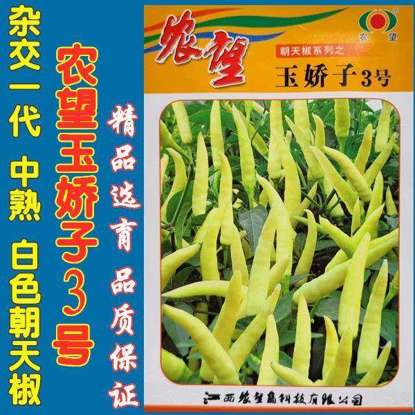玉娇子3号辣椒种子朝天椒小米椒超辣早熟阳台盆栽四季播蔬菜种籽