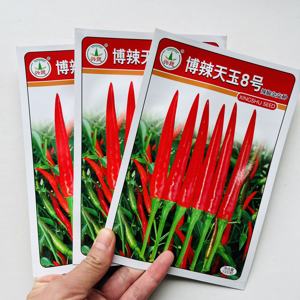 博辣天玉8号大果朝天椒种籽中晚熟较耐热单生辣椒种子春秋季播种