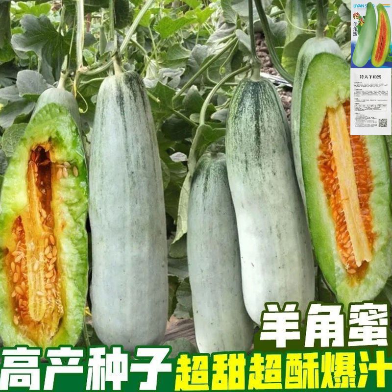 泽甜蜜脆61甜瓜种子红瓤绿肉甜脆高糖羊角蜜甜瓜种子水果香瓜种子