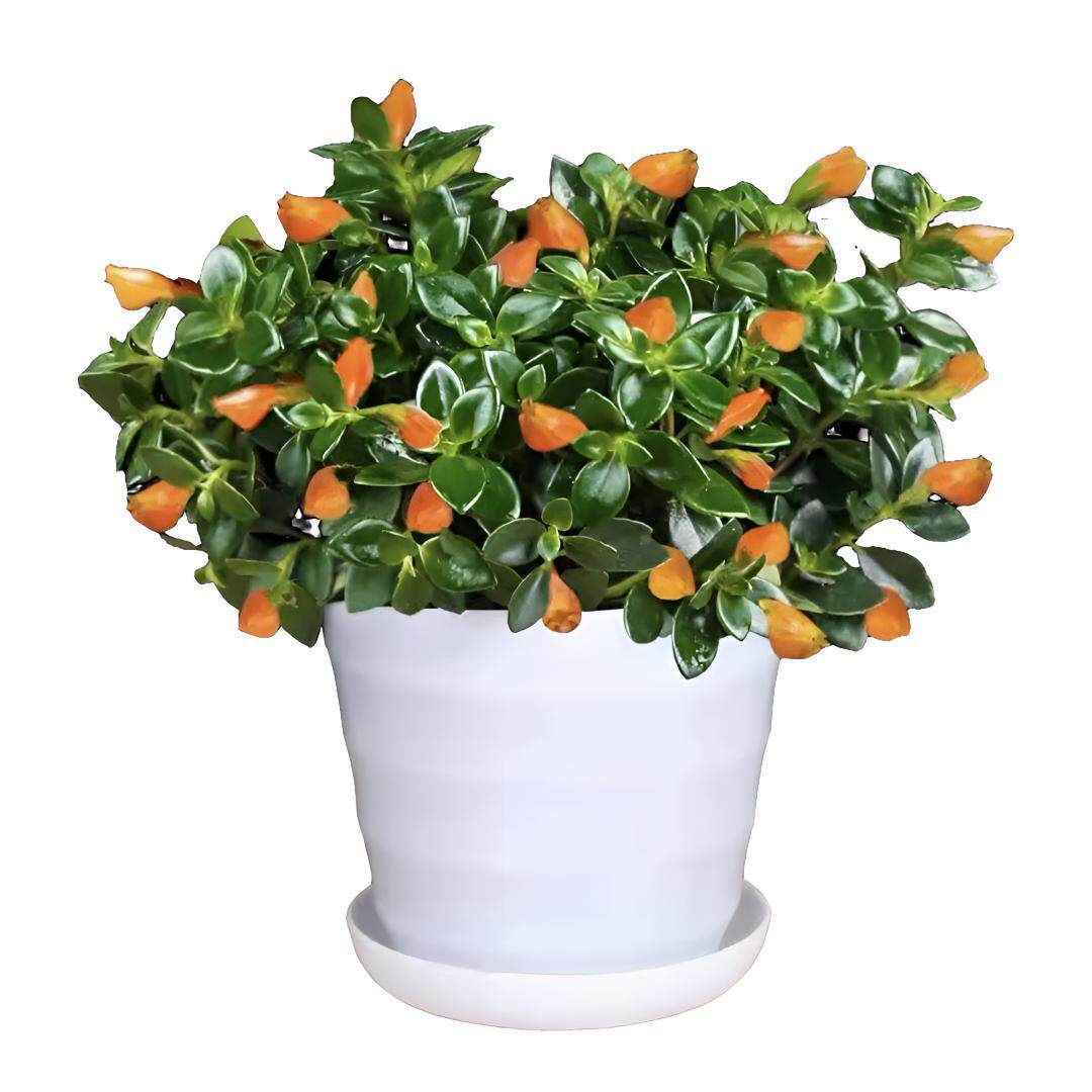 金鱼花吊兰金鱼花盆栽室内客厅四季常青绿植花卉四季开花好养易活