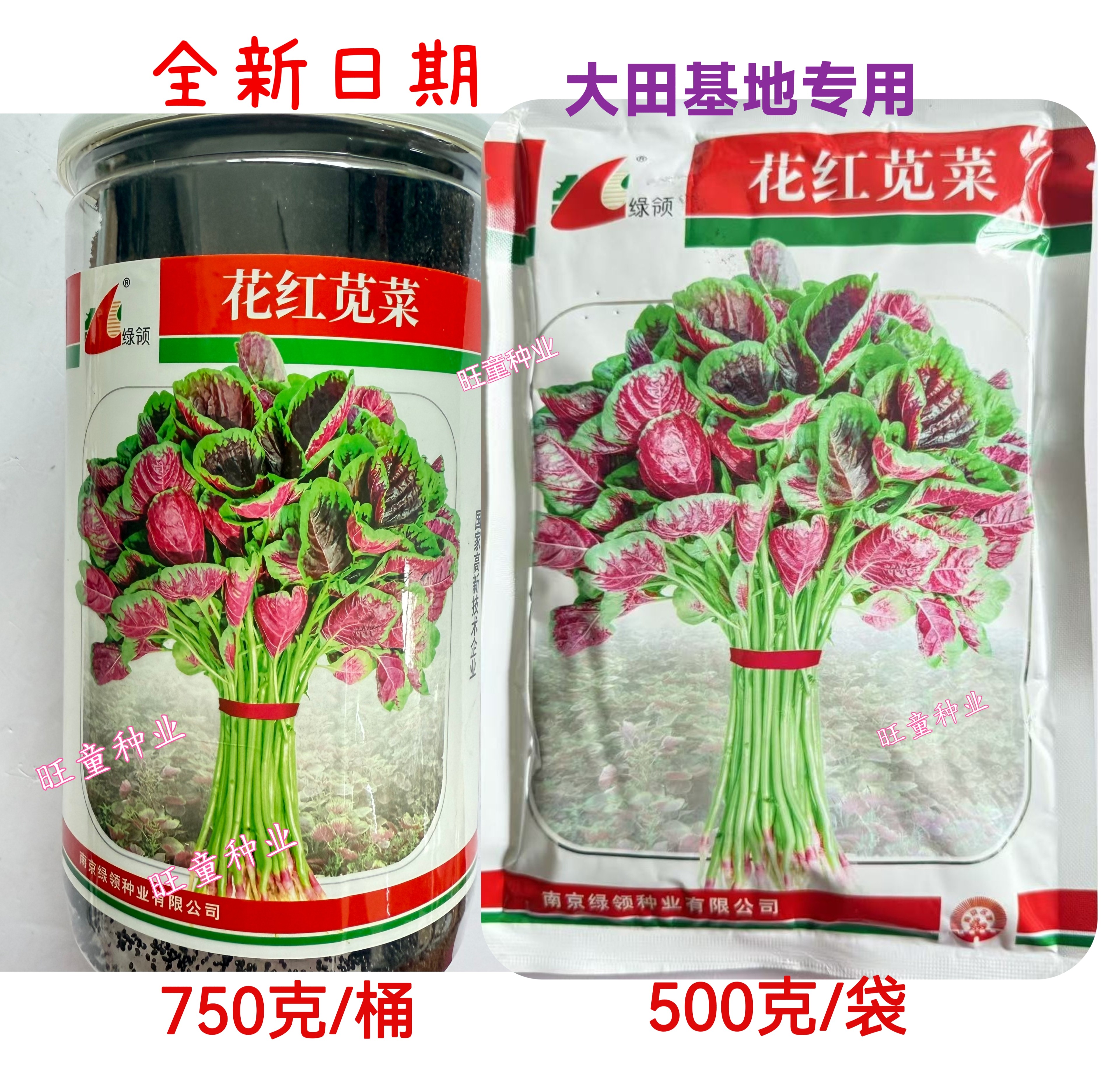绿领花红苋菜种子早熟高产耐热四季种植金品花红苋菜红苋菜种子