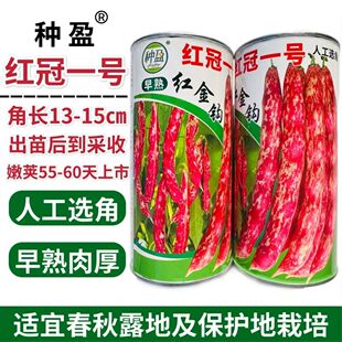 种盈红冠一号早熟红金钩豆角种子蔓生圆角肉厚肉质细腻春秋季种植