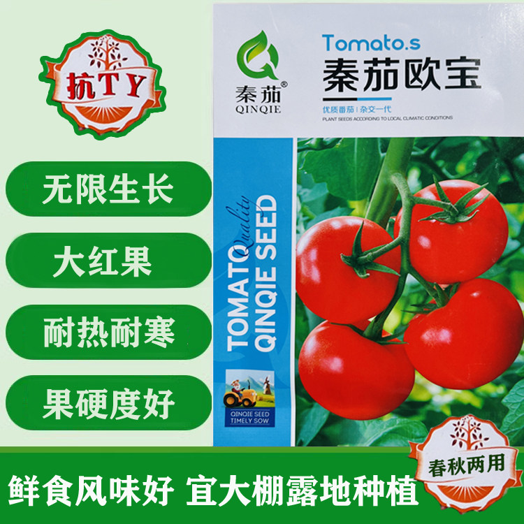 秦茄欧宝番茄种子大红果耐热耐寒高产易种四季播西红柿籽阳台盆栽