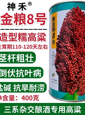神禾酿金粱8号高粱种子酿酒高粱酒香杂交高粱种子抗倒抗旱耐涝