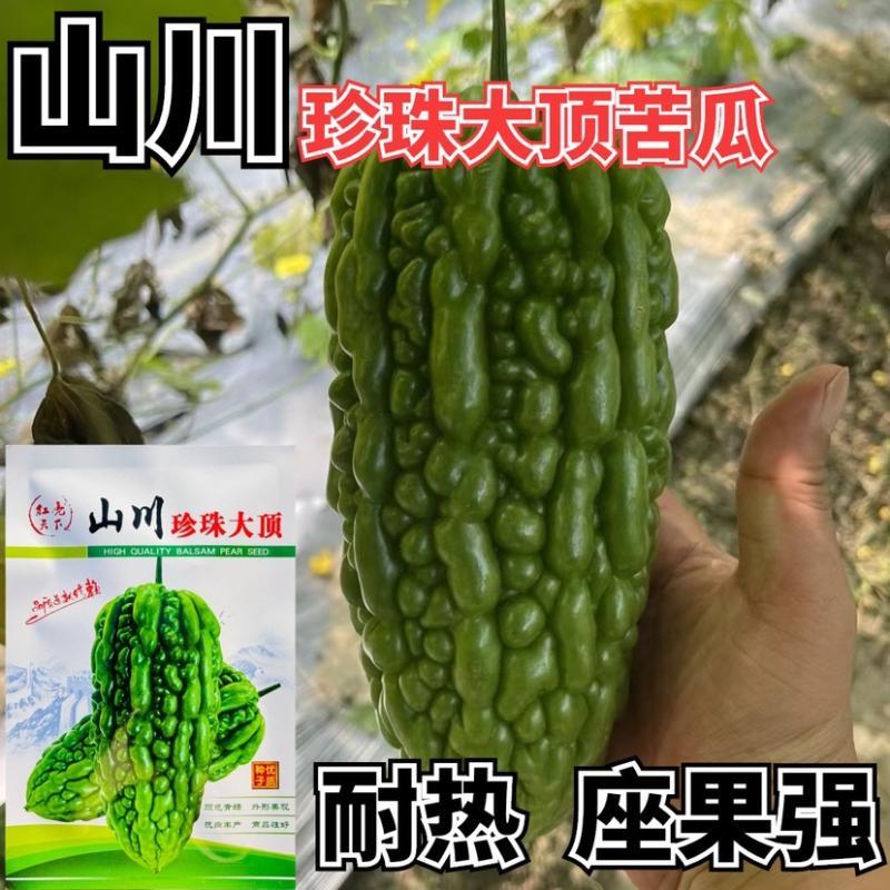 山川珍珠大顶苦瓜种子珍珠苦瓜种