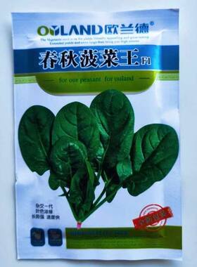 欧兰德川崎5号菠菜种子春秋四季耐热耐寒高产杂交圆叶红根菠菜籽