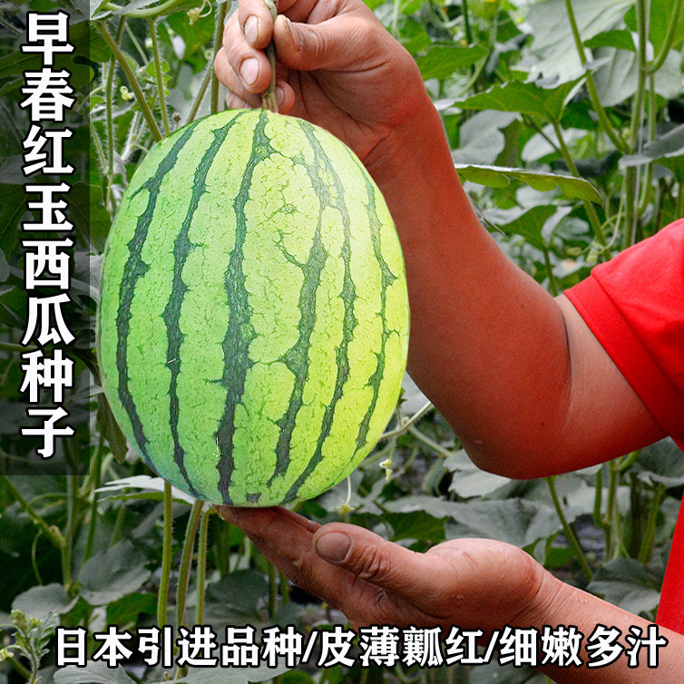 早春红玉西瓜种子高产甜早熟皮薄