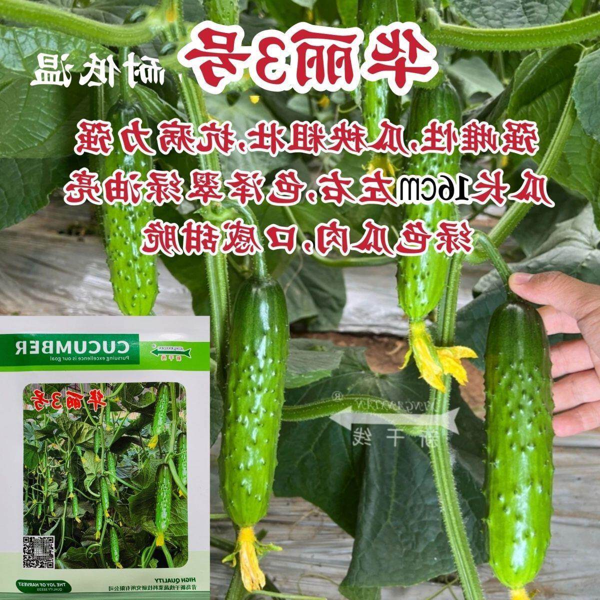 华丽3号黄瓜种子甜脆绿肉旱黄瓜种子耐低温强雌水果黄瓜种子耐寒