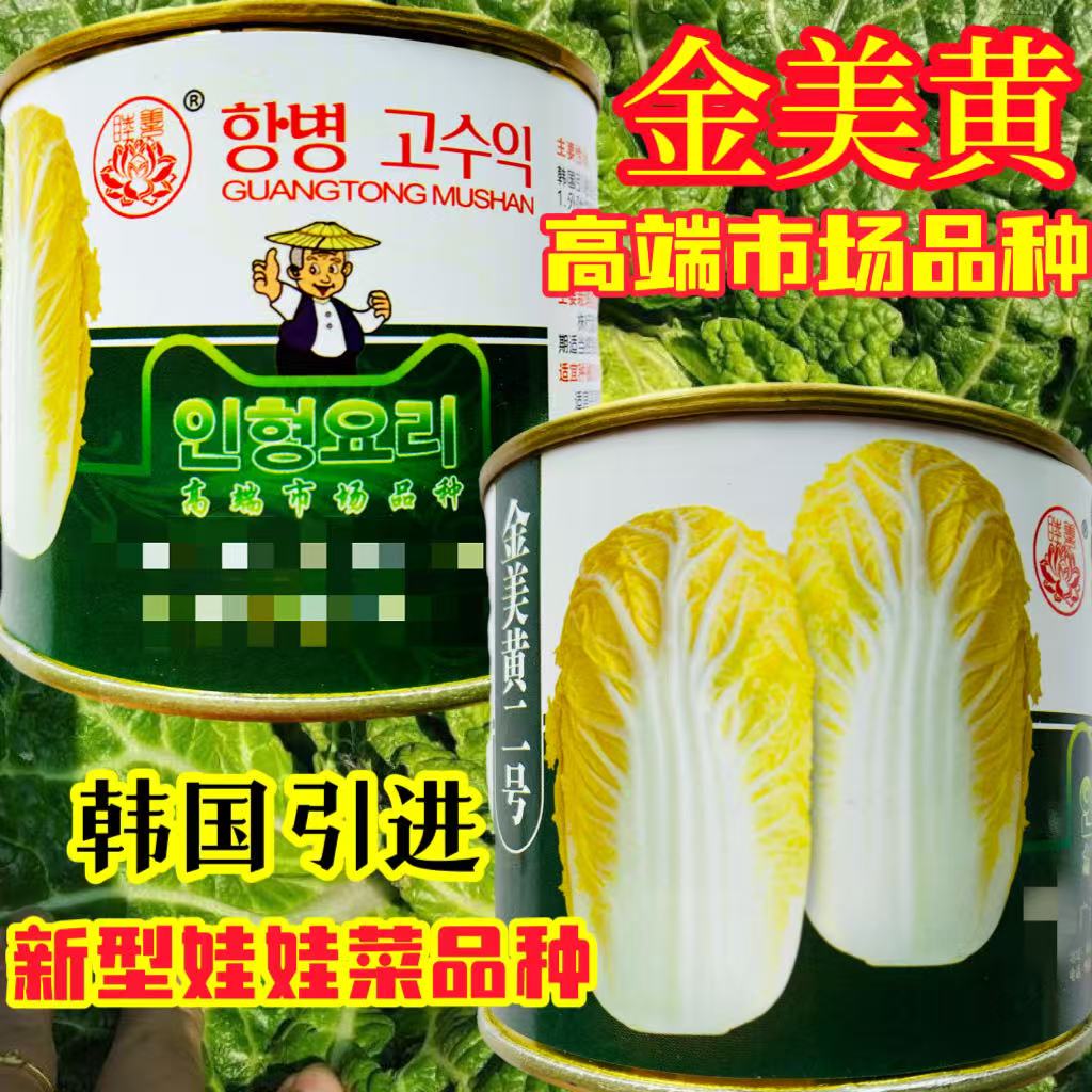 金美黄二号专用黄心韩国新鲜金美黄春夏秋蔬菜娃娃菜专用种籽正宗
