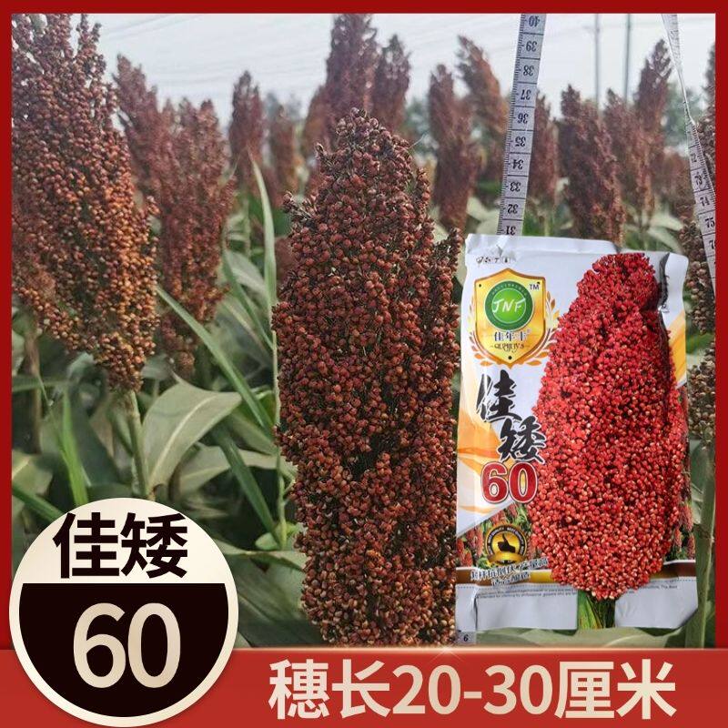 佳矮60高粱种子矮杆高粱种子酿酒红高粱种子抗鸟酿造型高产高粱籽