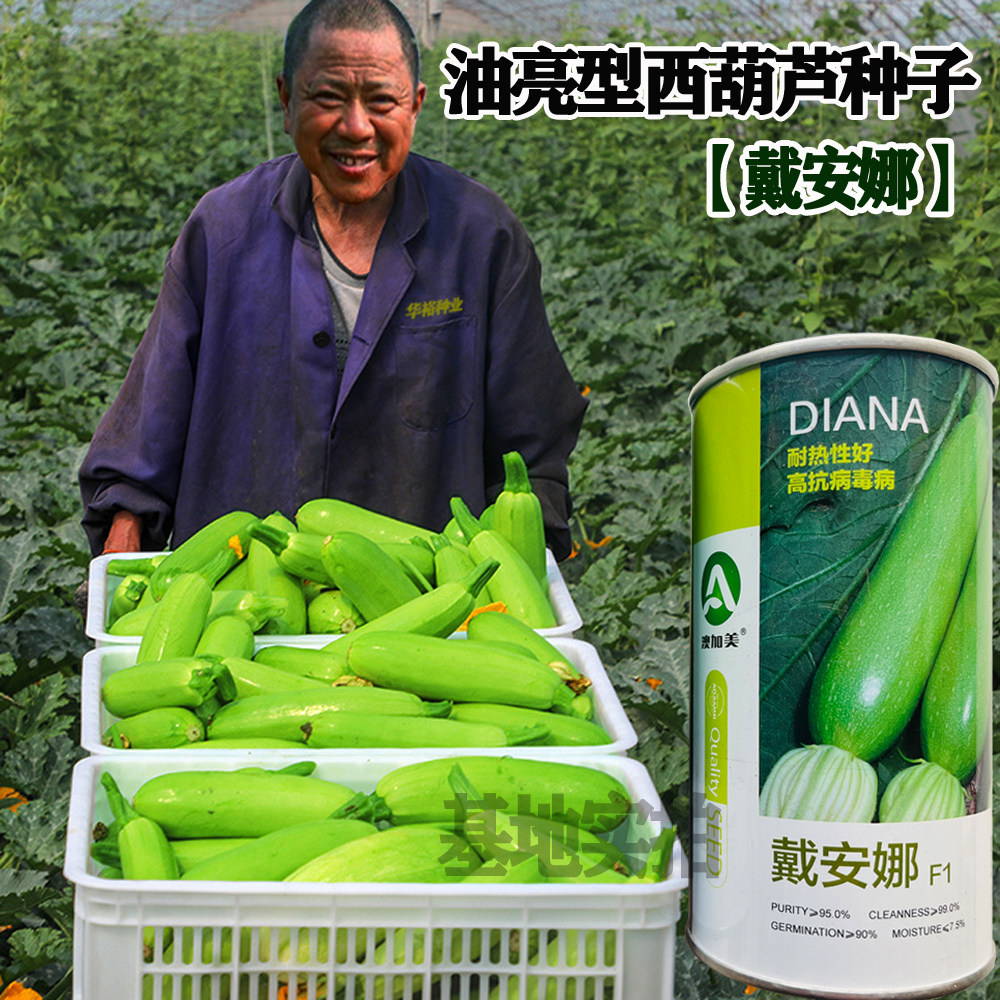 油亮型西葫芦种子耐热抗病靓丽光