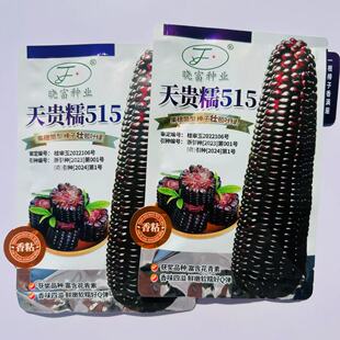 天贵糯515黑糯玉米种子软糯Q弹香粘黑玉米种籽花青素含量高春秋季