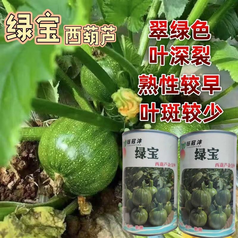 绿宝西葫芦杂交早熟种子无蔓圆形短蔓种籽耐热耐寒抗病南瓜高产