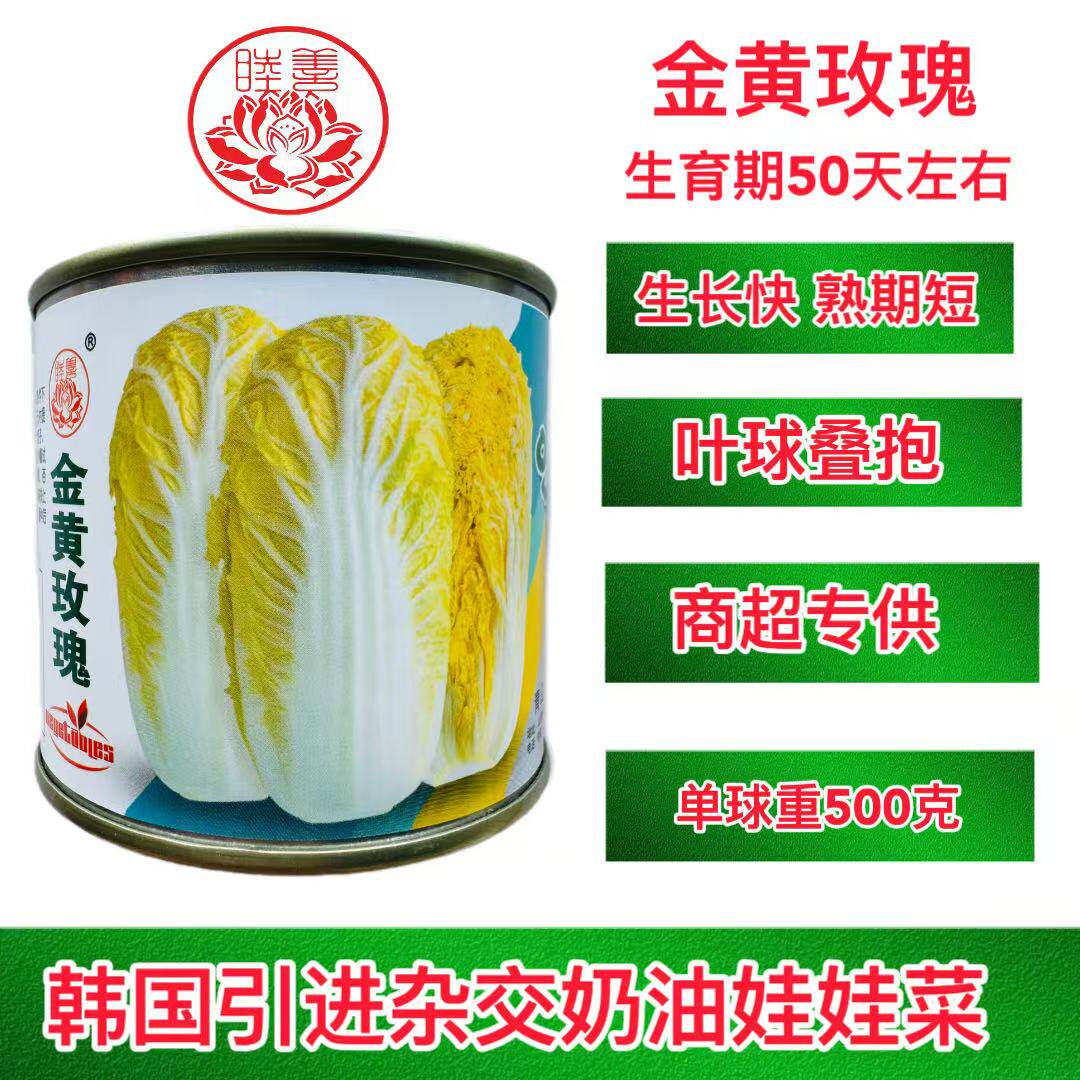 金黄玫瑰娃娃菜种子黄心小白菜韩国引进春夏秋玲珑基地娃娃菜种籽