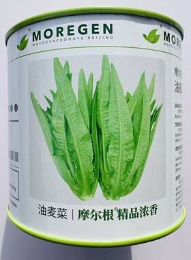 丸粒化油麦菜种子摩尔根浓香油麦菜籽宽叶无斑点叶香郁甜脆产量高