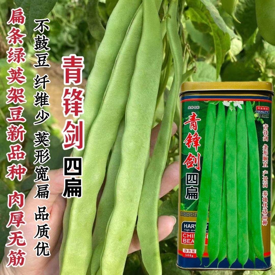 青锋剑四扁架豆种子扁条绿荚四季豆种子无筋豆籽绿扁豆种子不鼓豆