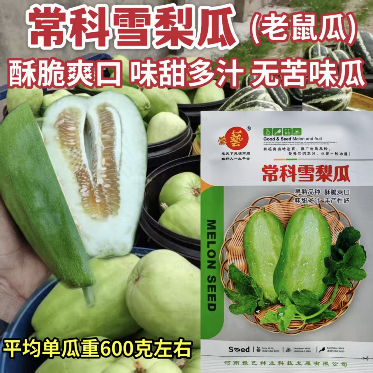常科雪梨瓜灰鼠子老鼠瓜甜瓜种籽甜脆爽口多汁春季水果香瓜种子孑