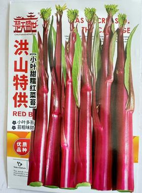 洪山菜苔种子正宗湖北武汉紫色菜苔种小叶多苔苔粗味甜农家阳台种