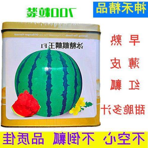 西瓜种子神禾冰糖麒麟王早