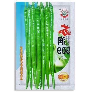 苏润509辣椒种子早中熟长条椒 一代杂交高产优质良种抗病基地种孑