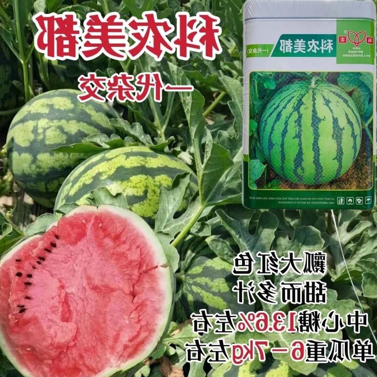 科农美都西瓜种子一代杂交