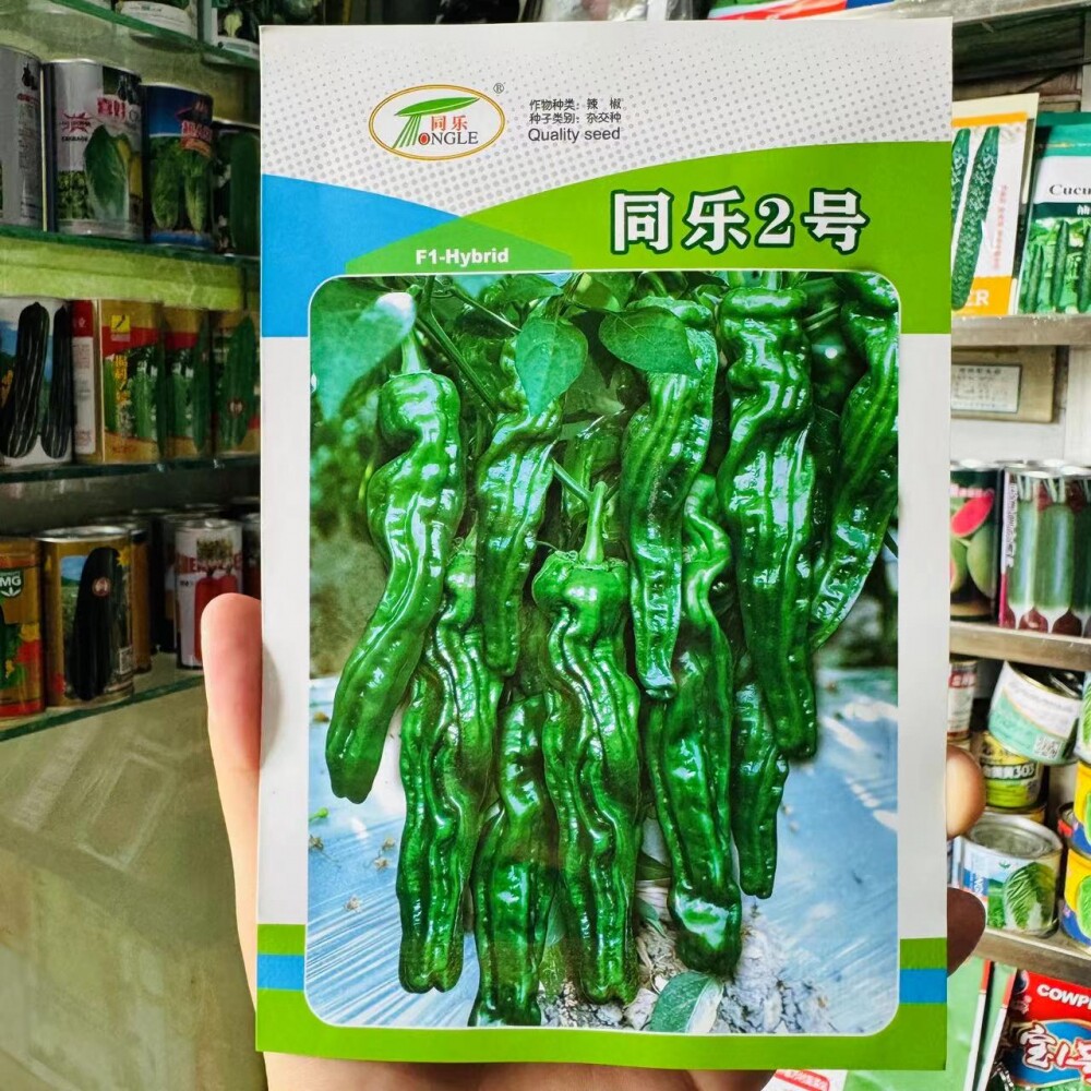 同乐2号皱皮椒薄皮辣椒深色皱皮