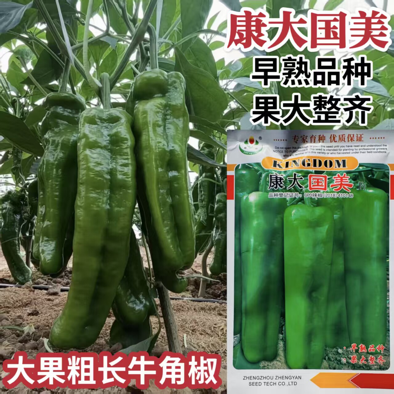 辣椒种子康大国美大果牛角辣椒种子1500粒 泡椒菜椒牛角辣椒籽