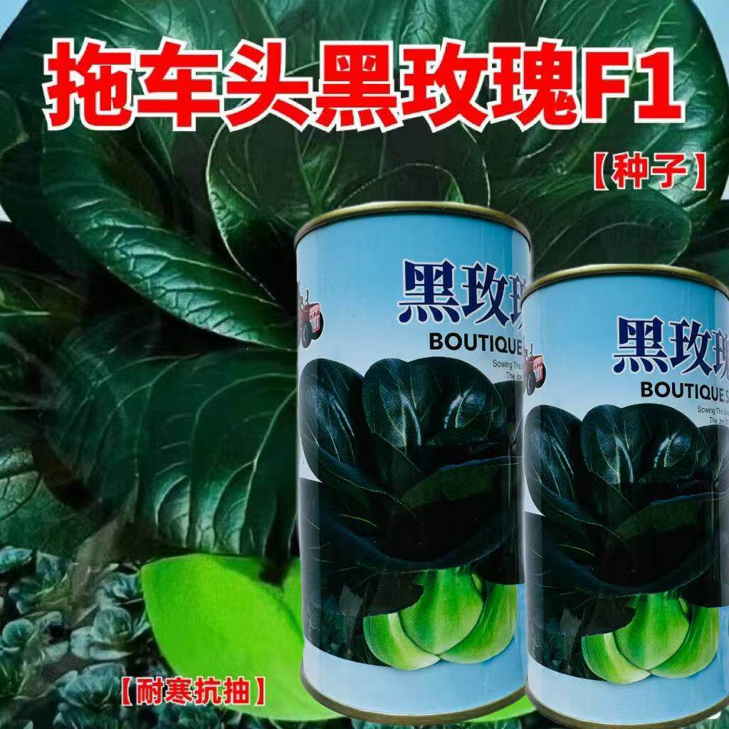 黑大头苏州青上海青菜白菜种子黑叶油菜籽阳台盆栽四季播蔬菜种子