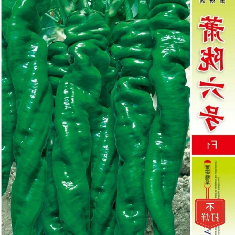 萧陇六号辣椒种子高产特大陇椒巨螺丝椒种籽四季阳