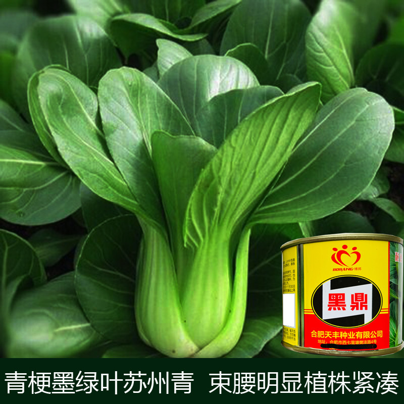 苏州青种子四季油菜种子籽种蔬菜