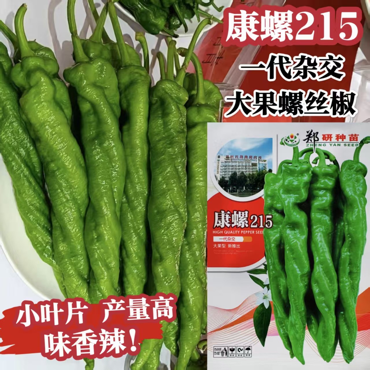 螺丝椒种子全螺康螺215螺丝形羊角椒果面褶皱过长30厘米左右香辣