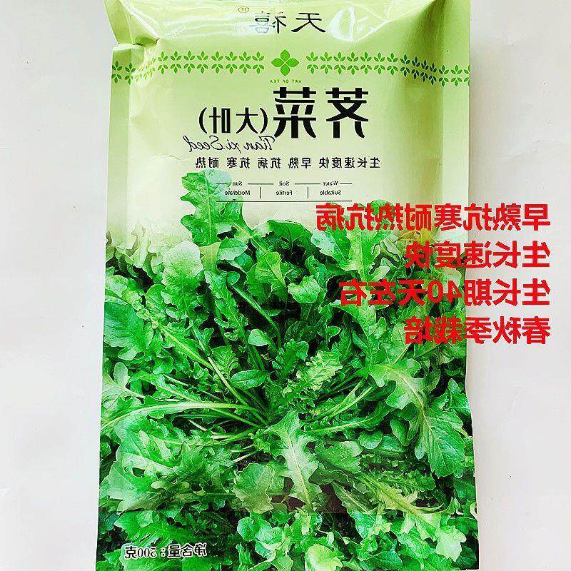 大叶荠菜种子农家四季野生菜种籽耐热抗寒盆栽荠荠菜种籽孑青菜籽