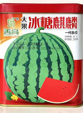 善高大果冰糖麒麟西瓜种子早熟品种圆形果皮深绿色大果型大红瓤瓜