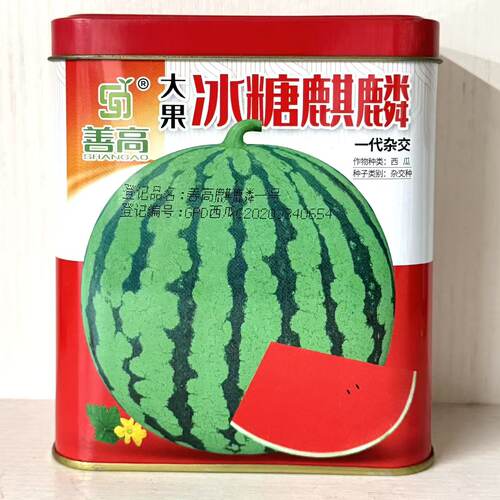 善高大果冰糖麒麟西瓜种子早熟品种圆形果皮深绿色大果型大红瓤瓜