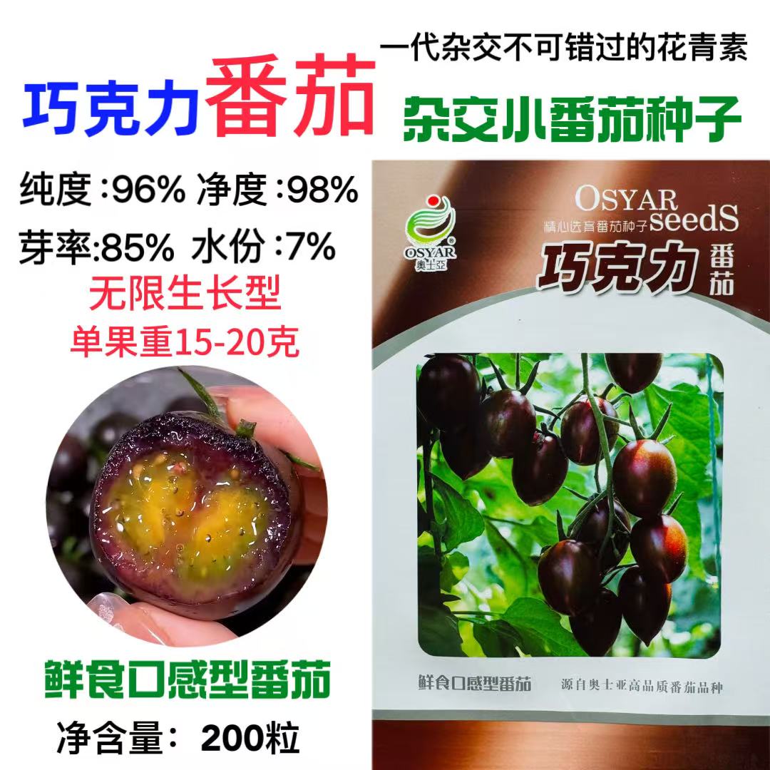 奥士亚巧克力番茄种子无限生长紫红色小西红柿种籽樱桃小番茄种籽