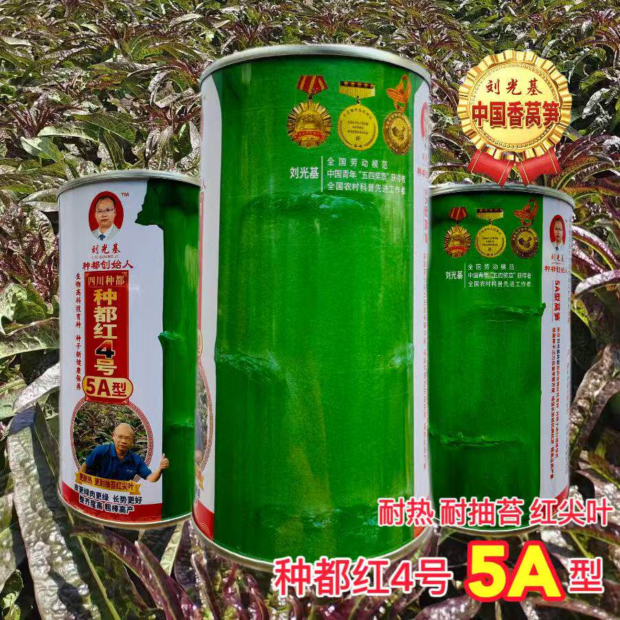 更耐热 更耐抽苔种都红4号5A型莴笋种子 青皮青肉红尖叶 长势更好