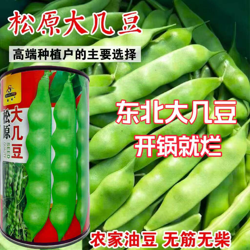 松原大几豆油豆角种子农家几豆豆角籽面糊好吃架豆鼓豆新籽包邮