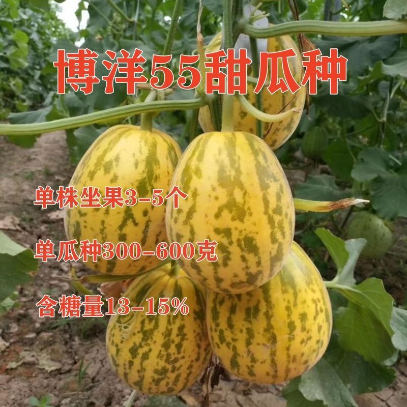 博洋55甜瓜种子口感好好薄皮香甜早熟高产种子商品性佳冬春播种子