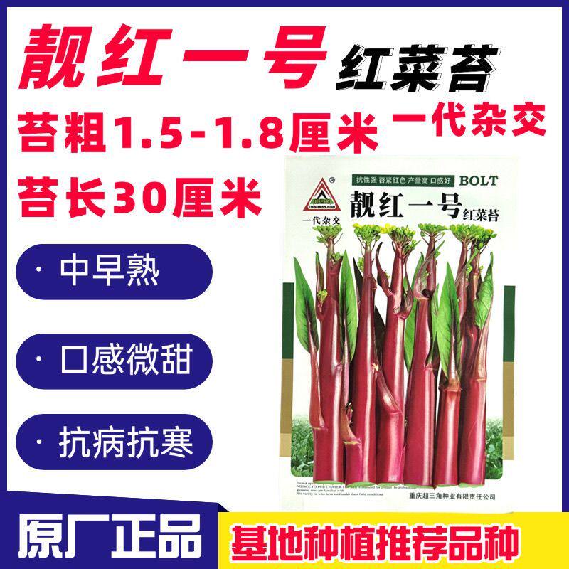 靓红一号红菜苔种子小叶亮红红菜苔种子正宗菜薹武汉洪山菜苔种籽