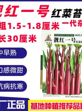 靓红一号红菜苔种子小叶亮红红菜苔种子正宗菜薹武汉洪山菜苔种籽