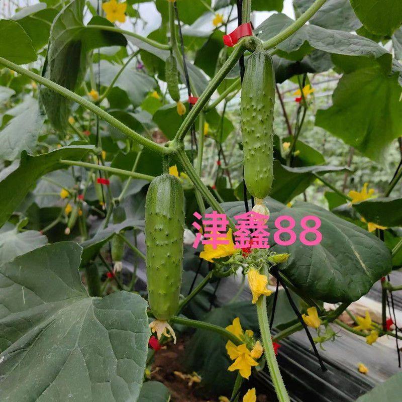 津鑫55津鑫88水果黄瓜种子高产抗病强雌绿肉清香脆嫩优质黄瓜种子