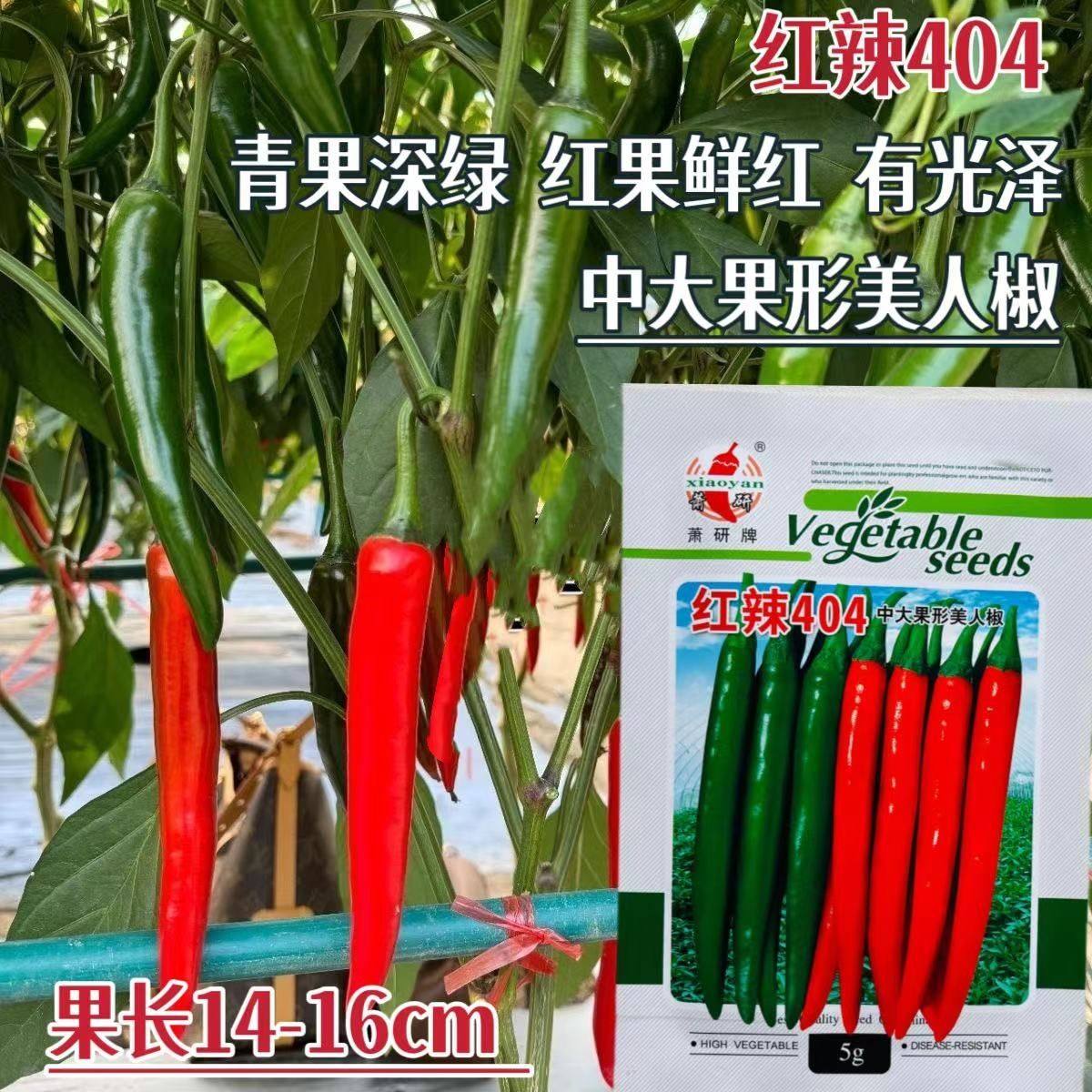 红辣404大果美人椒种子中熟杂交高产海花红辣椒种籽较大型尖椒孑