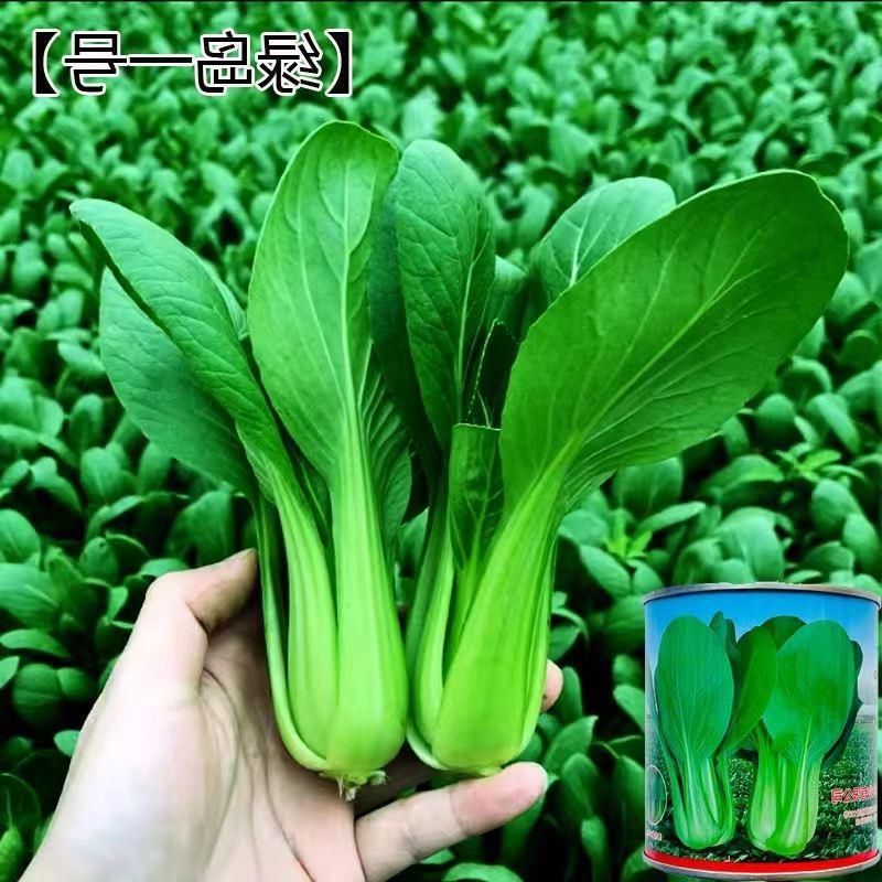 青梗菜种子上海青小白菜小油菜种籽耐寒耐热盆栽阳台四季蔬菜种子