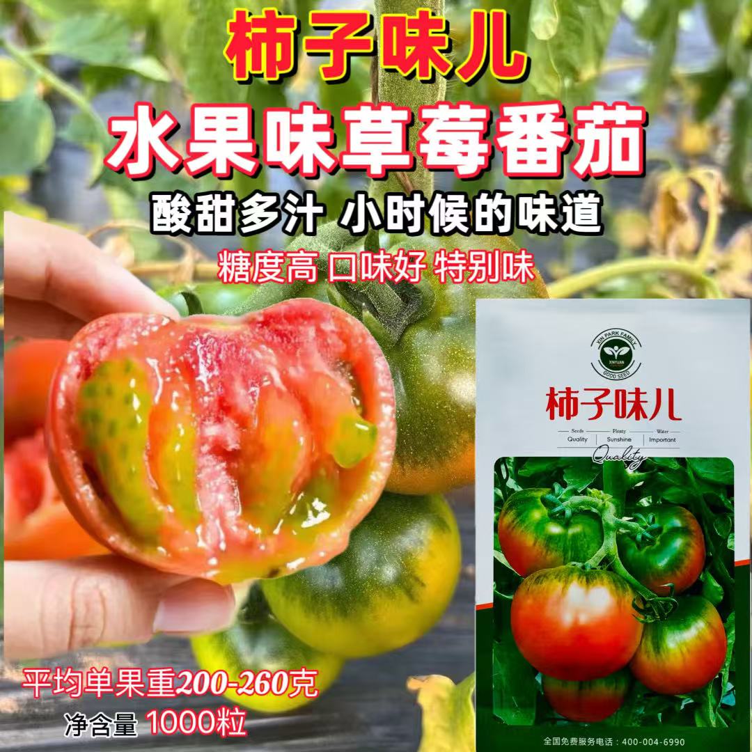 鑫园世家种业柿子味儿水果型番茄种子绿果肩糖度高草莓番茄西红柿