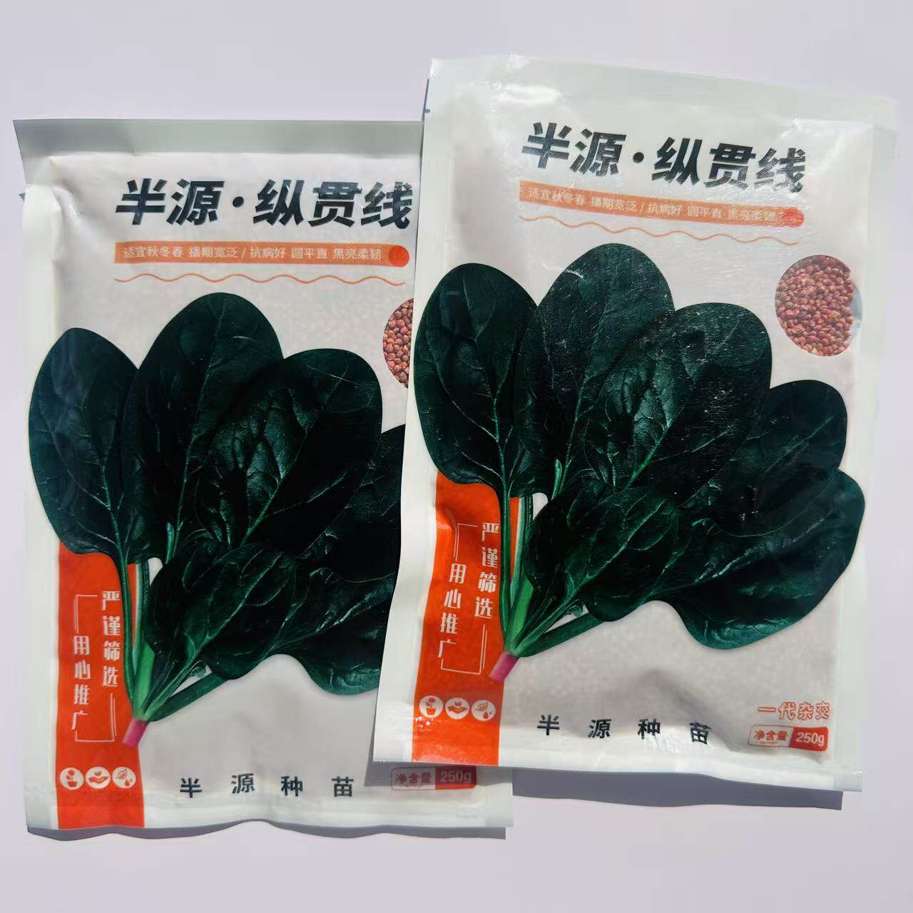 半源纵贯线进口菠菜种子杂交趴地型菠菜叶色黑绿抗病性强春秋种植